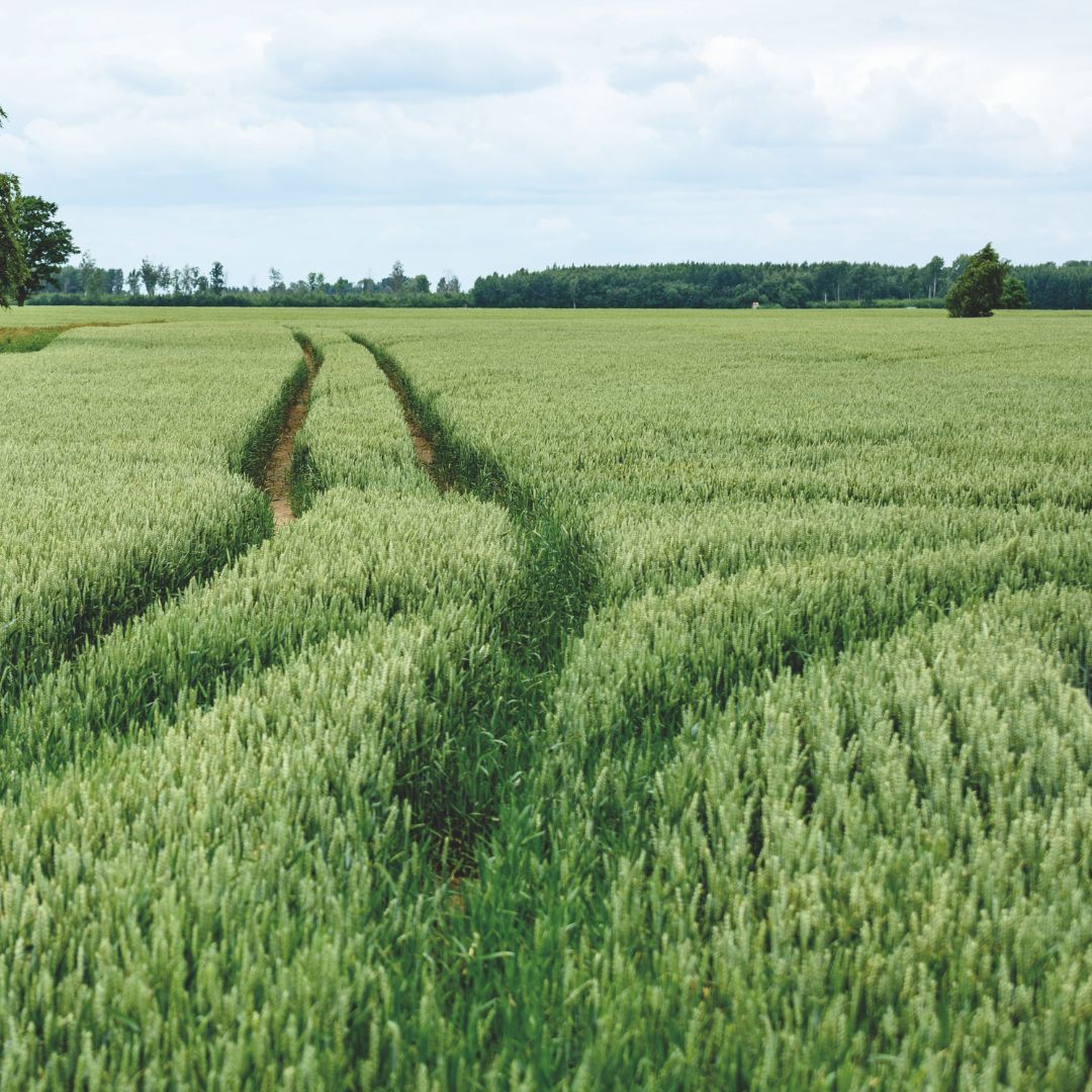 Terreni agricoli e edificabili